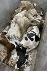 Tote Kühe und Schafe im Eimer des Renderers Frankreich