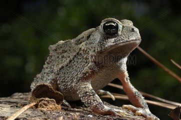 Woodhouse's Toad sat watching Texas