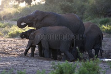 African elephants seeking water NP Kruger South Africa