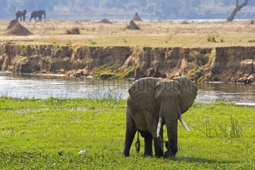 Elephant in the plain of Zambezi NP Mana Pools Zimbabwe