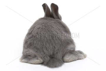 Young rabbit home on white background