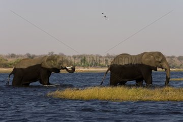 African elephants bathing and drinking NP Chobe Botswana