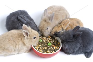 Young domestic rabbits eating croquettes