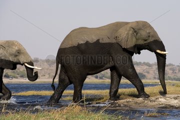 African elephants leaving water NP Chobe Botswana