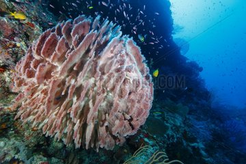 Barrel Sponge - Tubbataha Reef Philippines