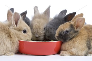 Young domestic rabbits eating croquettes