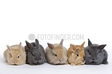 Young domestic rabbits on a white background