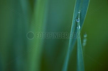 Dewdrops auf einem Grasschweiz