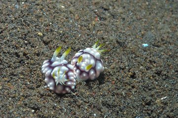 Pair of sea slugs on a sea bottom Bali