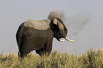 African elephant deworming NP Chobe Botswana