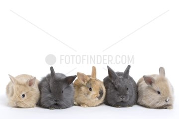 Young domestic rabbits on a white background
