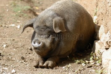 Ein Schwein in einem Moso -Dorf in der Nähe des Lugu -Sees Yunnan
