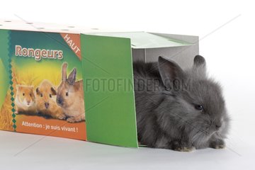 Young domestic rabbit in a box transport