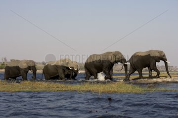 African elephants leaving water NP Chobe Botswana