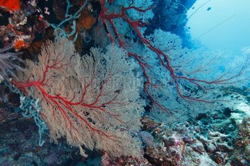 Hydrocoral - Tubbataha Reef Philippines