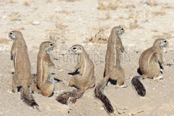South African Ground Squirrels careful at burrow's entry