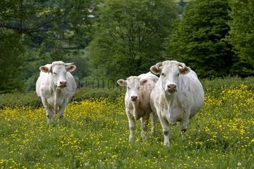 Kühe Rennen 'Charolais' in der Charolais Bourgogne Frankreich