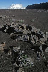 Plants colonizing stringed lava flow Piton de la fournaise
