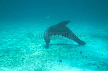 Galapagos Sea Lion swimming in sea bottom Galapagos