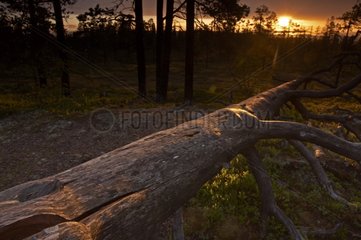 Sunrise on a forest of Fulufjaellet NP in summer Sweden