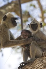 Madras Gray Langur und der junge Bundula Nationalpark Sri Lanka