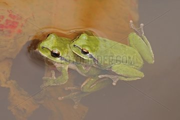 Couple Tree frog that breed in water