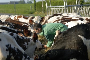Farmer giving cattle feed in Britain