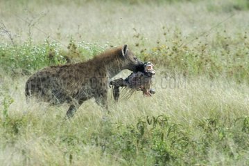 Speckled hyena holding a gnu head Serengeti Tanzania