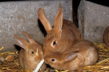 Fauve de Bourgogne Rabbit und junges Frankreich