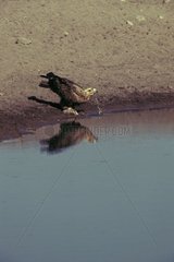 Eagle kidnapper drinking Etosha in Namibia winter