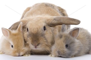 Female Rabbit ram and young rabbits crossed