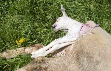 Last bottom of a lamb in a field