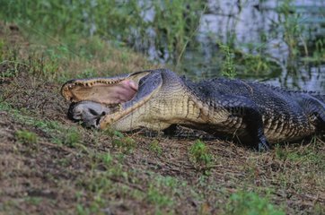 Alligator sur une berge avec sa proie Sud-est du Texas