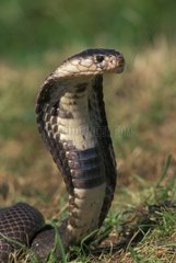 Cobra indien Asie