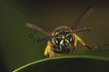 Wasp on a leaf France