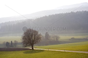 Grasslands landscape of Jura under mist