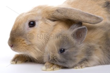 Female Rabbit ram and young rabbit crossed