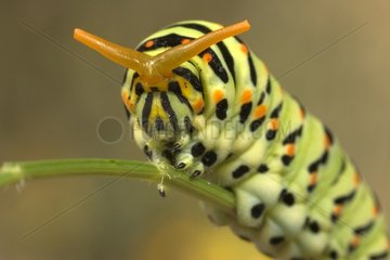 Caterpillar Machaon Butterfly auf einem Stamm Frankreich