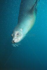 Female California sea lion swimming Galapagos