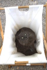 Cat in a linen basket
