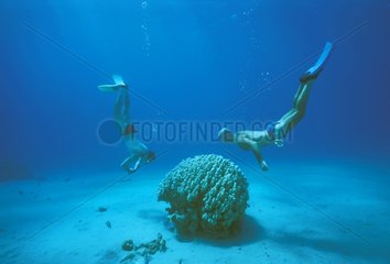 Plongeurs en apnée et Corail Mer Rouge