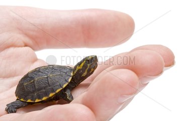 Young Striped Mud Turtle in hand Studio