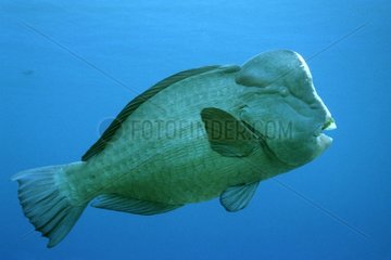 Green humphead parrotfish Red sea Sudan