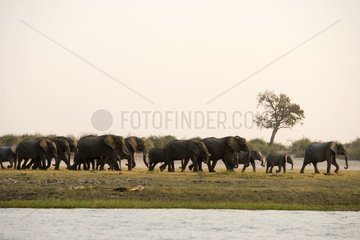 African elephants waterfront NP Chobe Botswana
