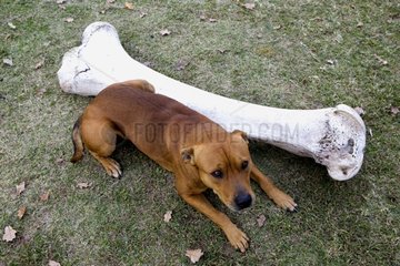 Staffordshire Terrier and femur of Elephant Zimbabwe