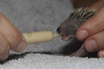 Young Western european hedgehog fed with a needle