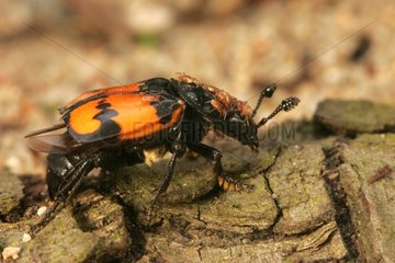 Sexton Beetle mit Zecken im Unterholz Frankreich befallen