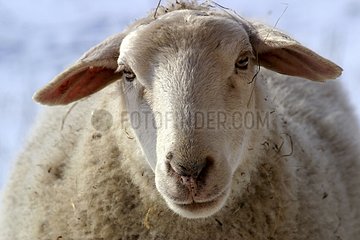 Porträt von Schafen im Winter Ardèche