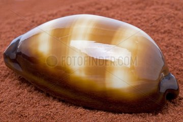 Cowrie on red sand