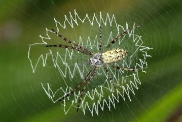 Spider on its cobweb France